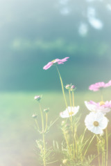 beautiful vintage cosmos flower field photo soft or selective focus for background backdrop