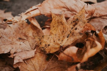 autumn leaves on the ground
