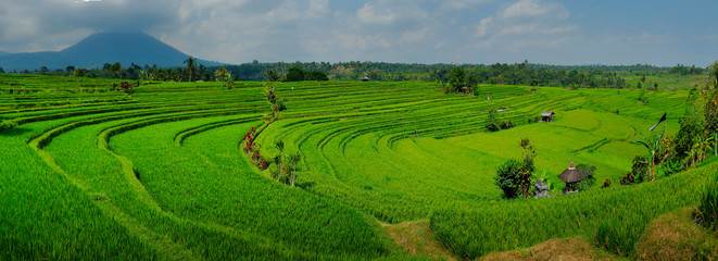 Fototapeta premium View of green rice field in terrace in Bali,near jatiluwih - Indonesia