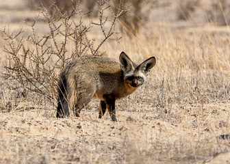 Bat-eared Fox