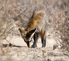 Bat-eared Fox