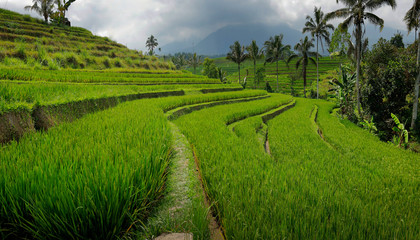 View of green rice field in terrace in Bali,near jatiluwih - Indonesia