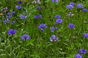 meadow with blue carnations on a blurred background of green grass