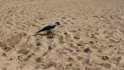 crow closeup on sand background lit by the sun
