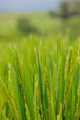 close up of green plant of rice in rice field 