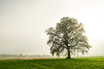 Fototapeta premium bald lime tree in fog in autumn