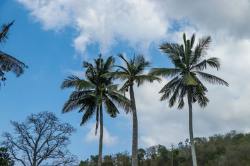 Beautiful tall coconut palms against the sky and clouds on Bali, Indonesia
