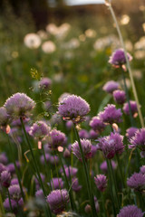 Beautiful vertical background. Lilac round flowers closeup on a blurry background of the setting warm sun
