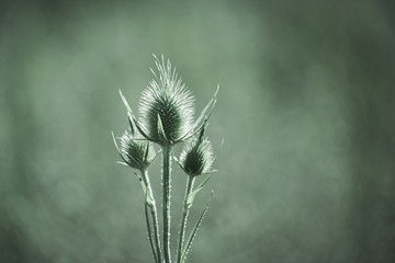 Seedheads of fullers teasel over blurred green background