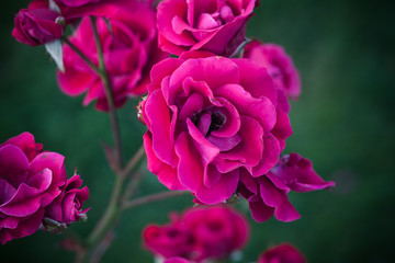 Purple roses, macro photo of garden flowers