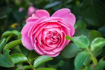 Pink rose, macro photo of garden flower