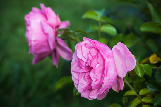 Pink roses, macro photo of garden flowers