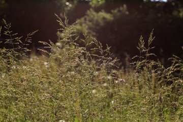 Close-up beautiful view of grass in the evening bright light on a blurred background