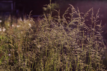 Close-up beautiful view of grass in the evening bright light on a blurred background