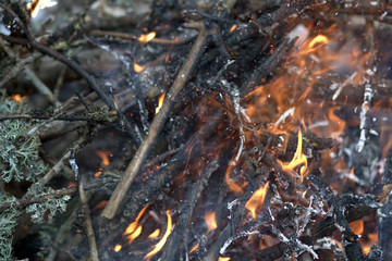 Burning pieces of wood. Camp Fire