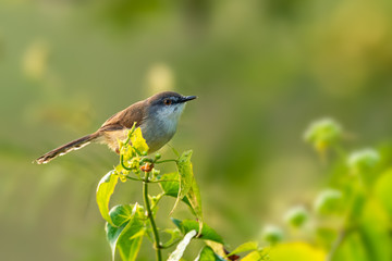 Grey-breasted Prinia perching on top of shrub looking into a distance with morning sunlight