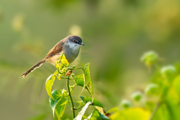Grey-breasted Prinia perching on top of shrub looking into a distance with morning sunlight