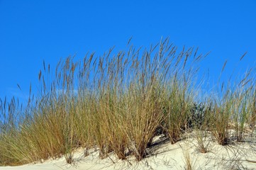 Canabas de Tavira -Algarve Portugal
