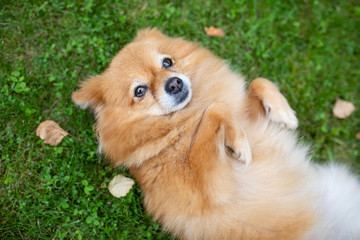 Cheerful dog breed small Pomeranian lying on the grass playing outdoors with Pets
