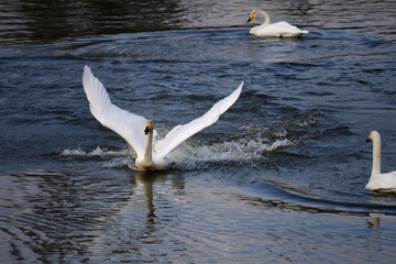 縄張り争いか、主導権争いか、戯れか、追いかけられるオオハクチョウ、千葉県，2019年秋