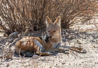 Black-backed Jackal