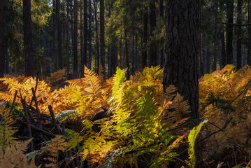 Puszcza Knyszyńska w okolicy Supraśla,Jesienne paprocie, Podlasie, Polska © podlaski49