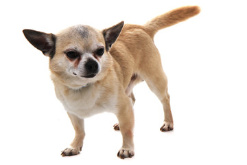 short hair chihuahua