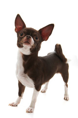 short hair chihuahua