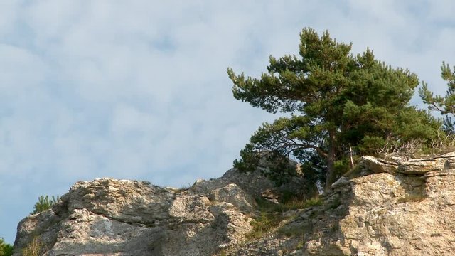 Pine tree growing on limestone cliff