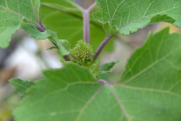 Zucker-Spitzklette, Xanthium saccharatum, Pflanze mit Blüte