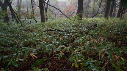 濃い朝霧に包まれた秋の林