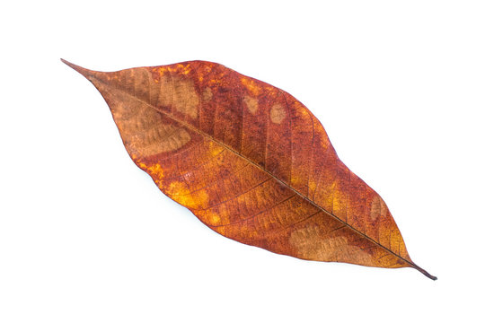 Yellow leaves isolated on white background, Rubber leaf isolated, dry autumn leaves