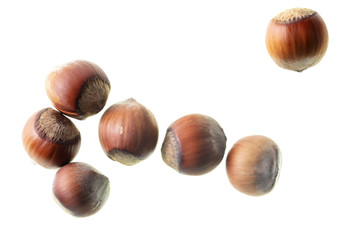 Hazelnuts nuts isolated on a white background