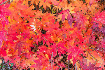 Naklejka na ściany i meble orange and pink leaves of Japanese maple