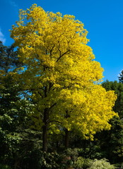 beautiful yellow leaves tree against the blue sky in the Vandusen Garden, Vancouver, BC, Canada