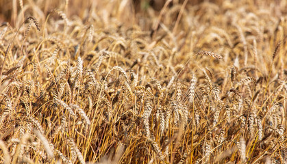 Ripe ears of wheat grow on the nature