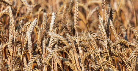 Ripe ears of wheat grow on the nature
