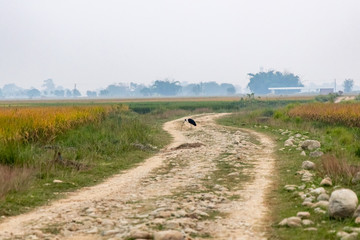 Fototapeta na wymiar Woolly-necked stork eating snake on a dirt-road in the fields