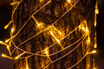 Led lights hanging on tree in the garden at night time decorate the house, place in important festival