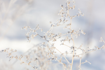 Frozen grass in the snow
