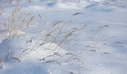 Frozen grass in the snow