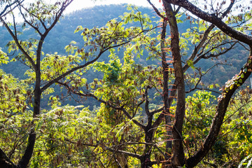 Fototapeta premium green acacia trees in mountain forest of Seoraksan