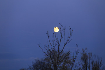full moon in the tree