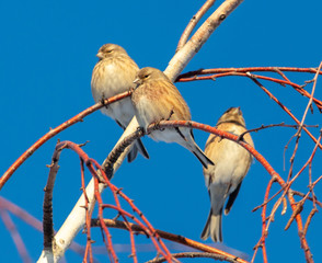 Sparrows on a tree against a blue sky