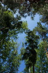 Bottom view of the tops of birches