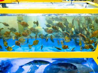 fishes in tanks in Taepo Fish Market in Sokcho
