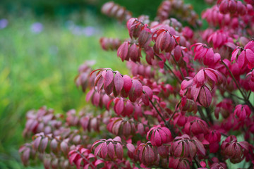 Red leaves on a branch of euonymus alata  winged