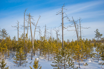 Dried trees in a young pine forest