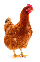 Brown hen isolated.