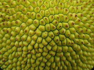 Jack fruit close up background